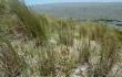 Vista previa de Gymnocalycium monvillei