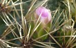 Preview photo Gymnocalycium monvillei