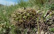 Preview photo Gymnocalycium monvillei