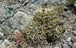 Preview photo Gymnocalycium monvillei