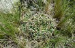 Preview photo Gymnocalycium monvillei