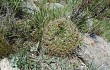 Preview photo Gymnocalycium monvillei