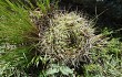 Vista previa de Gymnocalycium monvillei