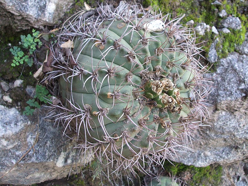 Fotografia di Gymnocalycium nigriareolatum in habitat
