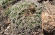 Vista previa de Gymnocalycium nigriareolatum