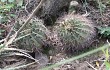 Vista previa de Gymnocalycium nigriareolatum