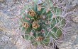 Anteprima di Gymnocalycium nigriareolatum