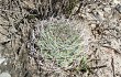 Anteprima di Gymnocalycium nigriareolatum