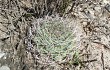 Vista previa de Gymnocalycium nigriareolatum