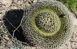 Preview photo Gymnocalycium nigriareolatum