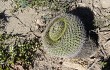 Preview photo Gymnocalycium nigriareolatum