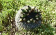 Preview photo Gymnocalycium nigriareolatum