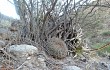 Vista previa de Gymnocalycium nigriareolatum