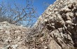 Vista previa de Gymnocalycium nigriareolatum