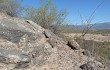 Vista previa de Gymnocalycium nigriareolatum