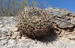 Preview photo Gymnocalycium nigriareolatum