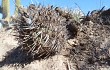 Vista previa de Gymnocalycium nigriareolatum