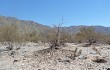 Vista previa de Gymnocalycium nigriareolatum