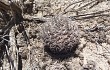 Preview photo Gymnocalycium nigriareolatum