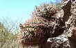 Anteprima di Gymnocalycium nigriareolatum