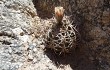 Anteprima di Gymnocalycium nigriareolatum