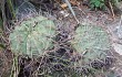 Vista previa de Gymnocalycium nigriareolatum