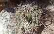 Anteprima di Gymnocalycium nigriareolatum