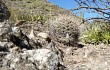 Vista previa de Gymnocalycium nigriareolatum