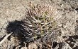 Preview photo Gymnocalycium nigriareolatum