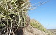 Vista previa de Gymnocalycium nigriareolatum