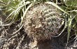 Vista previa de Gymnocalycium nigriareolatum