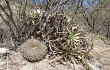 Preview photo Gymnocalycium nigriareolatum