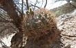 Anteprima di Gymnocalycium nigriareolatum