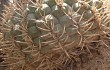 Preview photo Gymnocalycium nigriareolatum