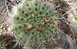 Preview photo Gymnocalycium nigriareolatum