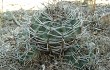 Vista previa de Gymnocalycium nigriareolatum