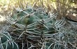 Anteprima di Gymnocalycium nigriareolatum