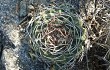 Preview photo Gymnocalycium nigriareolatum