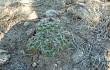 Anteprima di Gymnocalycium nigriareolatum