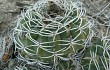 Vista previa de Gymnocalycium nigriareolatum