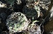 Preview photo Gymnocalycium nigriareolatum