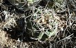 Vista previa de Gymnocalycium nigriareolatum