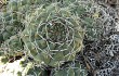 Preview photo Gymnocalycium nigriareolatum