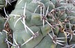 Anteprima di Gymnocalycium nigriareolatum