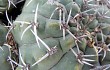 Preview photo Gymnocalycium nigriareolatum