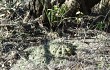 Vista previa de Gymnocalycium nigriareolatum