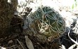 Preview photo Gymnocalycium nigriareolatum