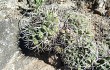 Preview photo Gymnocalycium nigriareolatum