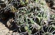 Preview photo Gymnocalycium nigriareolatum