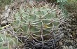 Preview photo Gymnocalycium nigriareolatum